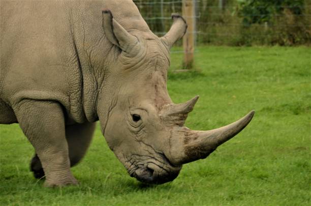 istock Animals in Captivity - Rhinoceros 1172472765