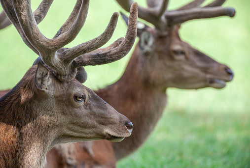 Portrait of two red deer stags with new antlers.