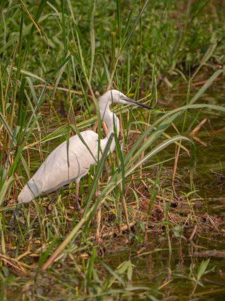 istock Egret in Queen Elizabeth National Park, Uganda 1172473960