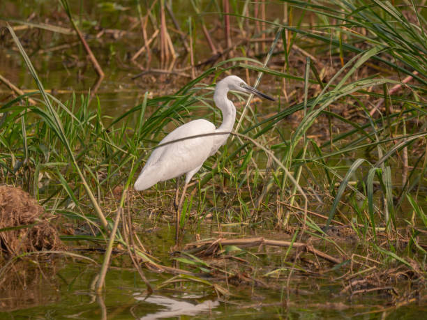 istock Egret in Queen Elizabeth National Park, Uganda 1172474063