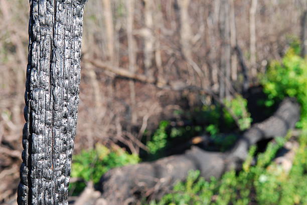 istock Charred tree after forest fire in Tennessee 117247505