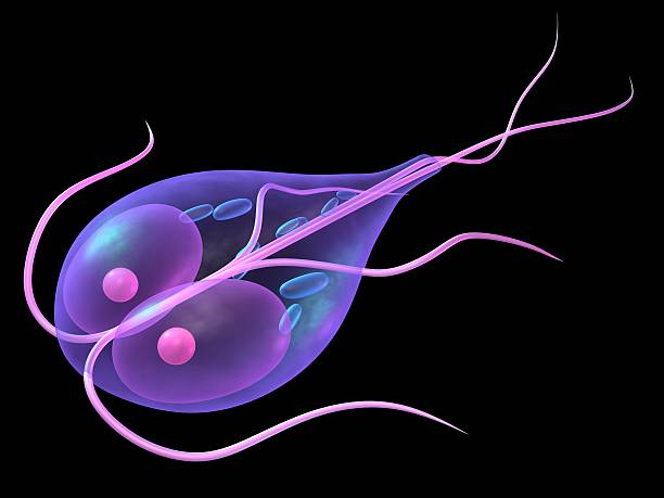 giardia giardia giardia lamblia stock pictures, royalty-free photos & images