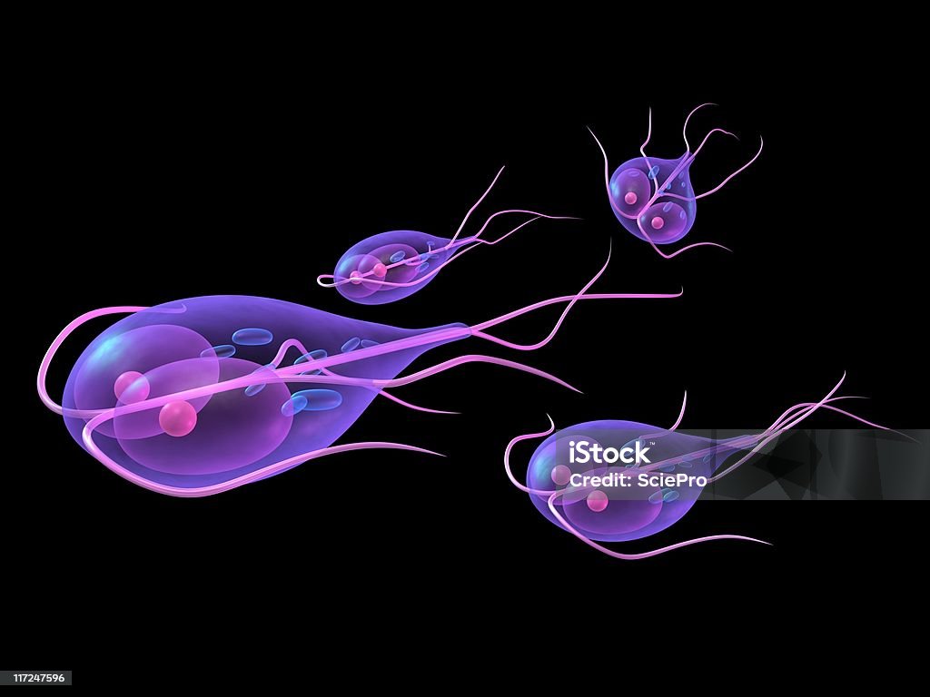 giardia giardia parasite Giardia Lamblia Stock Photo