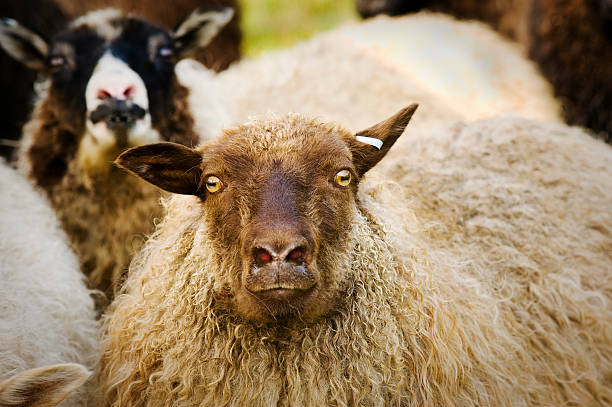 Icelandic Sheep stock photo
