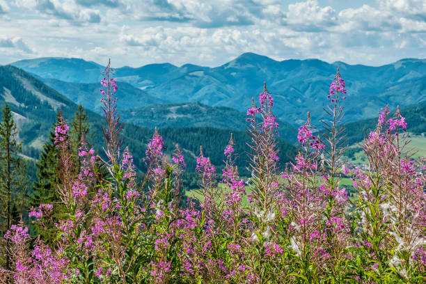 istock Meadow flowers, Low Tatras, Slovakia 1172476646