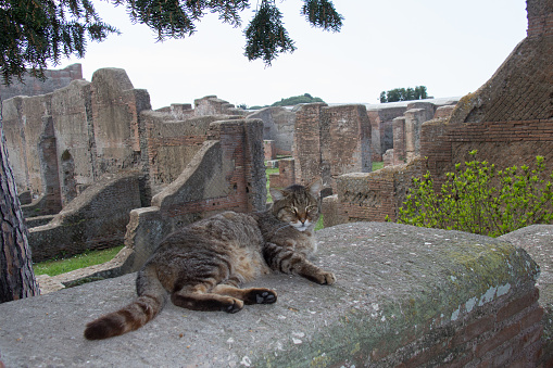 The view of a three-color cat and ruins and Ostia Antica on background.