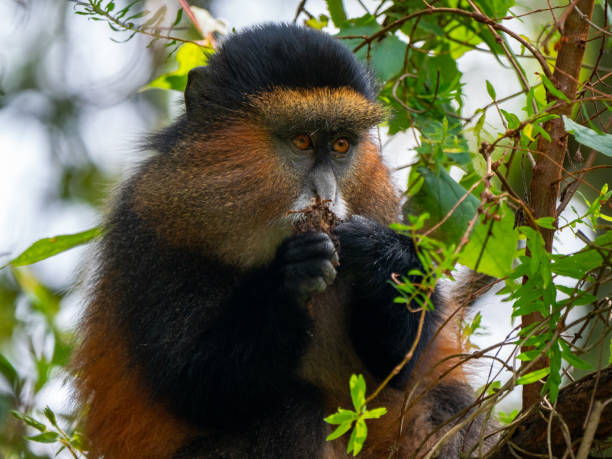 Golden Monkey in Mgahinga National Park, Uganda