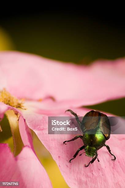 분재 딱정벌레 식사 A Rose 알풍뎅이에 대한 스톡 사진 및 기타 이미지 - 알풍뎅이, 곤충, 공격성
