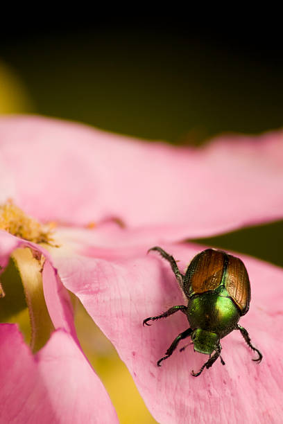 Japanese Beetle eating a rose stock photo