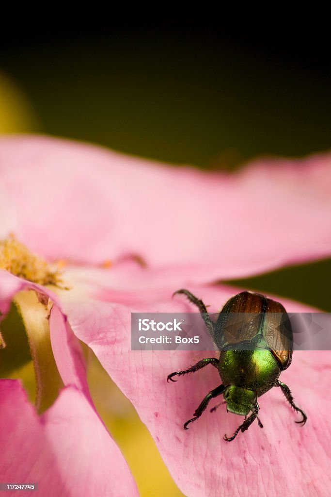 Besouro japonês comendo uma rosa - Foto de stock de Popillia Japonica royalty-free