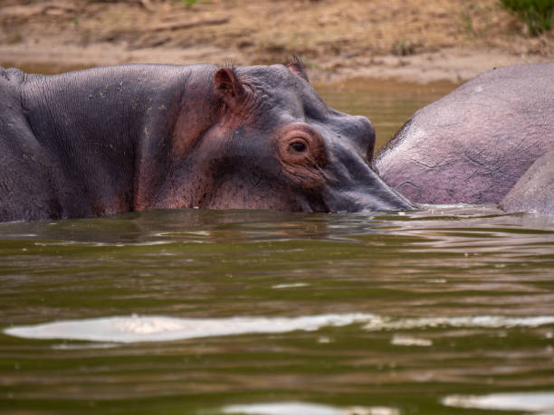 istock Hippo in Queen Elizabeth National Park, Uganda 1172478265