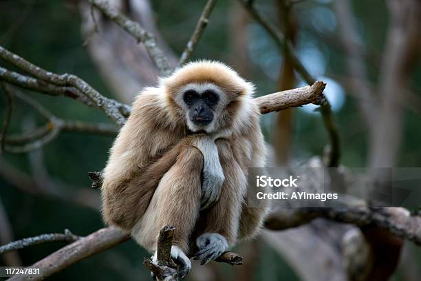 Weißhandgibbon Stockfoto und mehr Bilder von Weißhand-Gibbon - Weißhand-Gibbon, Gibbon - Menschenaffe, Menschenaffe