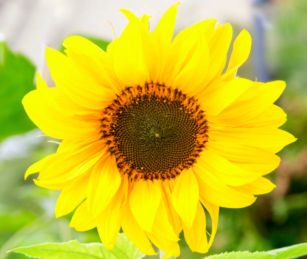istock Sunflower circle yellow flower 1172478427