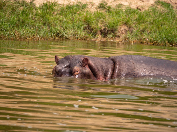 istock Hippo in Queen Elizabeth National Park, Uganda 1172478792
