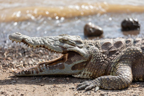 istock big nile crocodile, Awash Falls Ethiopia 1172478889