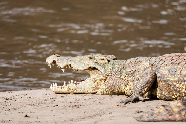 istock big nile crocodile, Awash Falls Ethiopia 1172478896