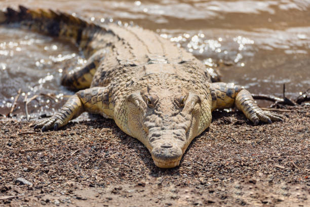 istock big nile crocodile, Awash Falls Ethiopia 1172478915