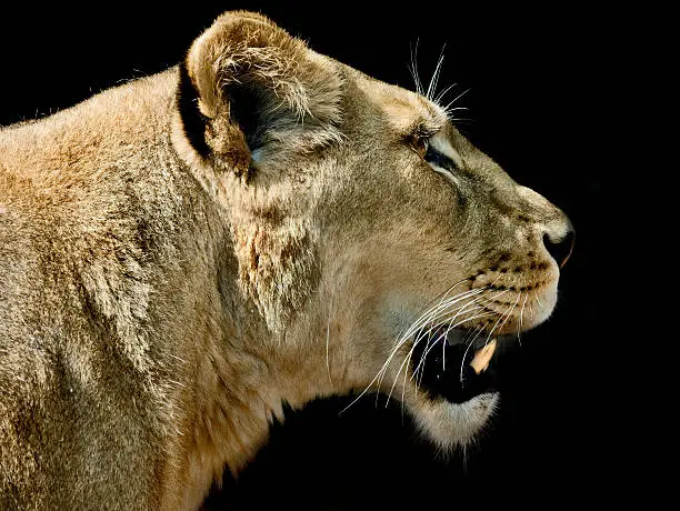 lioness in profile against black