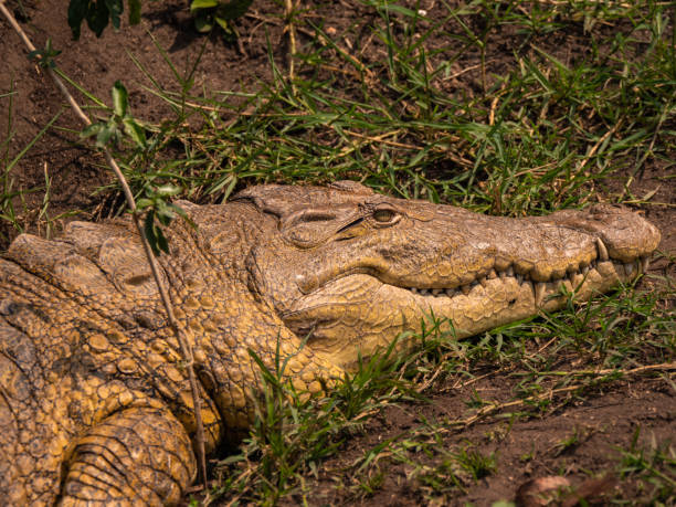 istock Crocodile in Queen Elizabeth National Park, Uganda 1172479066