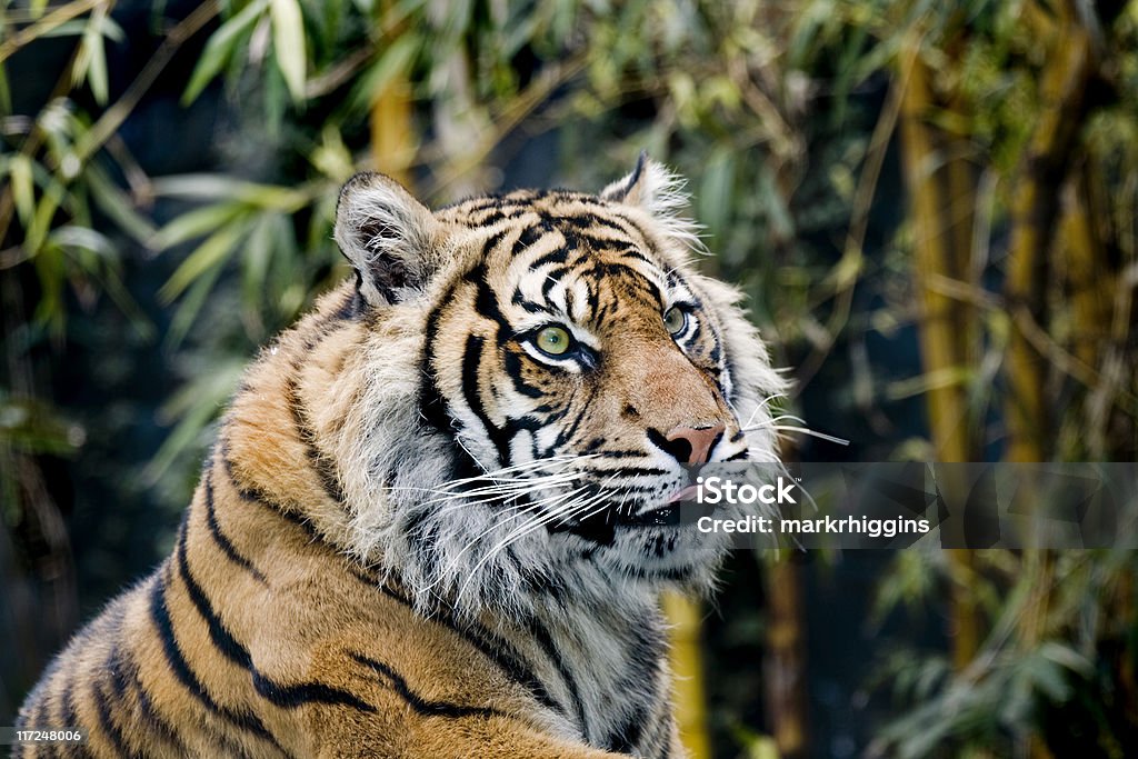 Tigre-de-sumatra - Royalty-free Isolado Foto de stock