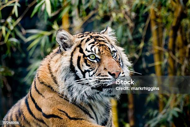 Tigredesumatra - Fotografias de stock e mais imagens de Isolado - Isolado, Língua de Fora, Tigre-de-sumatra
