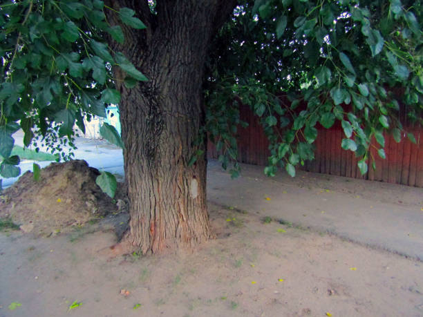 istock place under the tree. Stock photo 1172481078