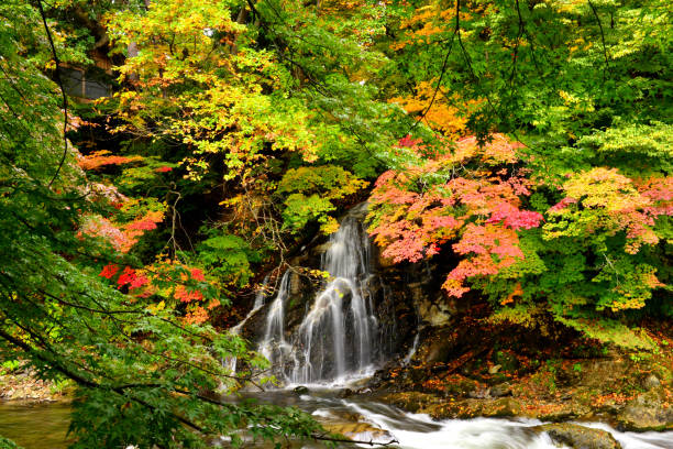 wasserfall und herbstfarben von nakano momijiyama park, kuroishi, präfektur aomori - tree area japanese fall foliage japanese maple autumn stock-fotos und bilder