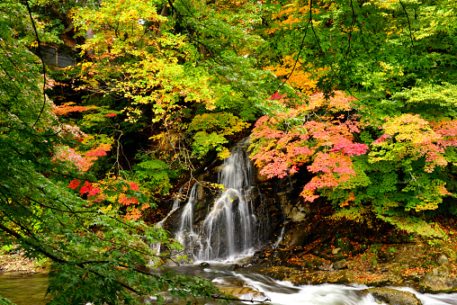 Waterfall and autumn color leaf of Nakano Momijiyama Park, Kuroishi City, Aomori Prefecture, Japan, which is a public park, open to the public for free access.
Local lord of Hirosaki Domain, Yasuchika Tsugaru, brought more than 100 species of maple trees from Kyoto and planted them here in 1803. Since, it has been known as one of the most famous places for autumn colors of Japanese maples in north-eastern Japan.