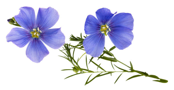 istock Flax blue flowers isolated on white background 1172484013