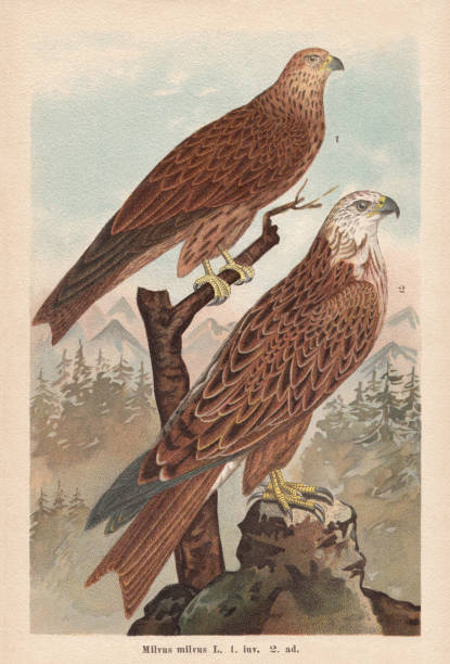 35 Red Kite Bird Illustrations & Clip Art - iStock 35 Red Kite Bird Illustrations & Clip Art - iStock