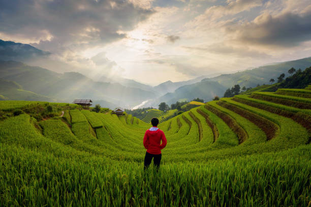 un uomo asiatico che guarda le terrazze di risone, i campi agricoli nella campagna di mu cang chai, yen bai, la valle delle colline di montagna in estate nel concetto di viaggio e vacanze, vietnam. - sa pa foto e immagini stock