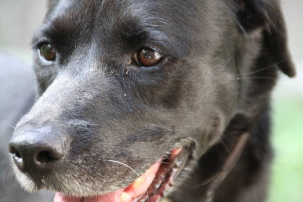 istock july 19, 2019 Ell, black lab mix 1172486695