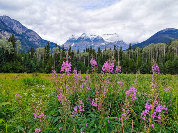 istock Mount Robson and Great Willowherb Flowers, Canada 1172486789