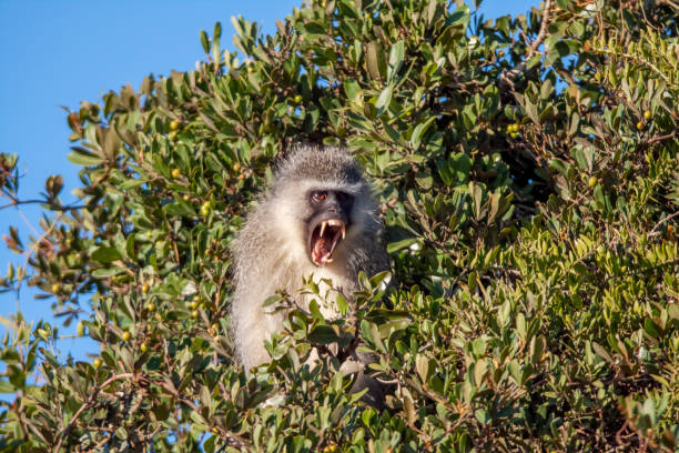 Vervet Monkey In Tree A Vervet monkey sitting high in a tree. angry monkey stock pictures, royalty-free photos & images