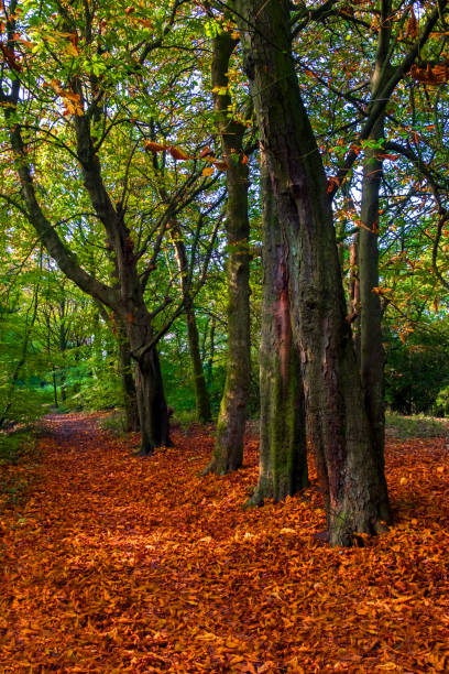 istock Autumn Forest with colourful autumn leaves glowing in sunlight 1172487195