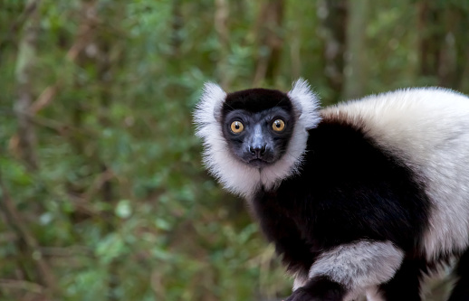 A black and white ruffed lemur staring directly at the camera.
