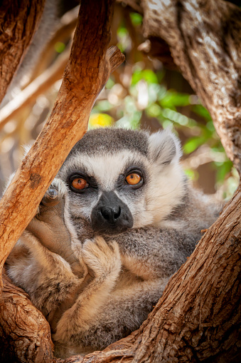 A Ring Tailed Lemur sat in a tree.