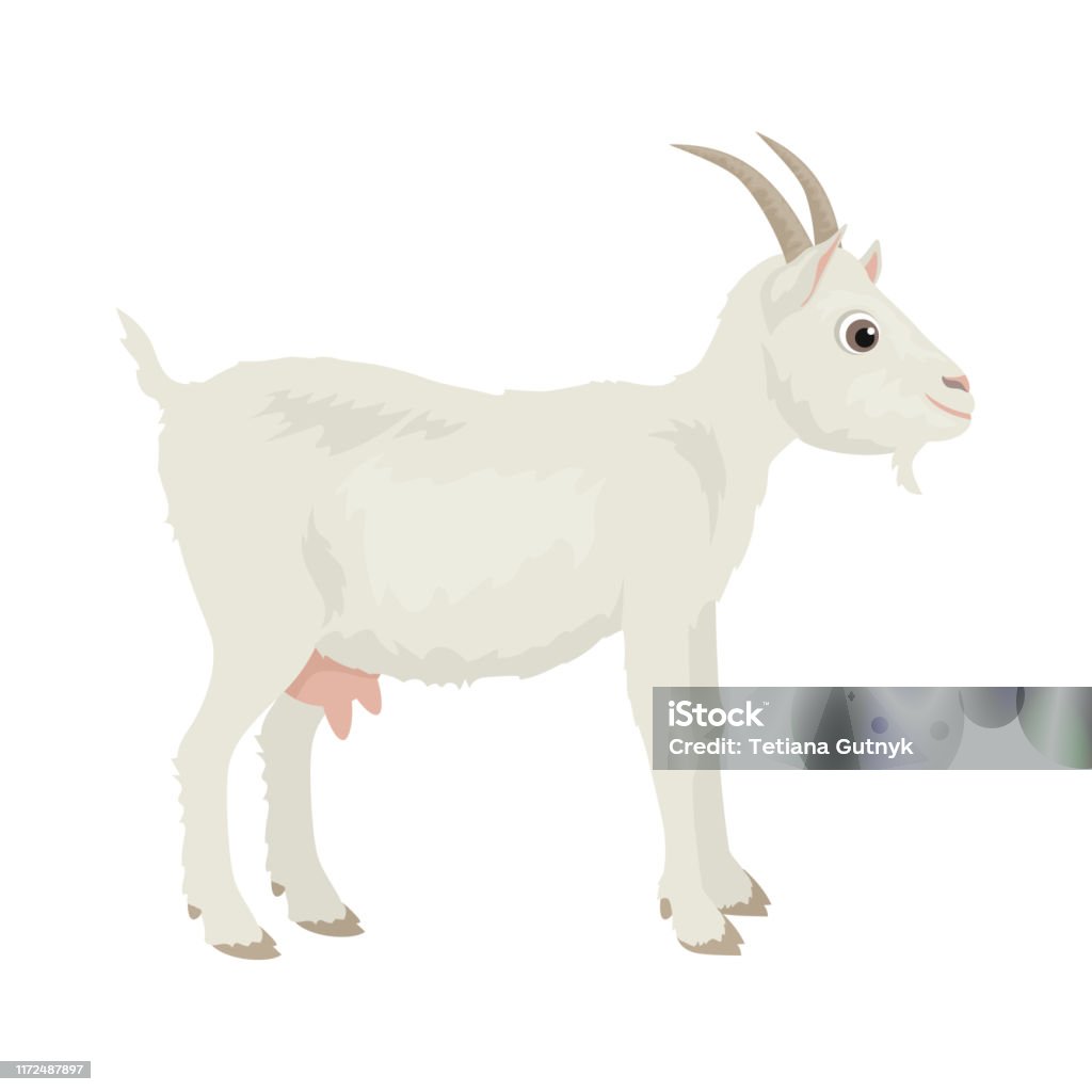 Goat Isolated On White Background Vector Illustration Of Farm Animal In  Cartoon Simple Flat Style Stock Illustration - Download Image Now - iStock