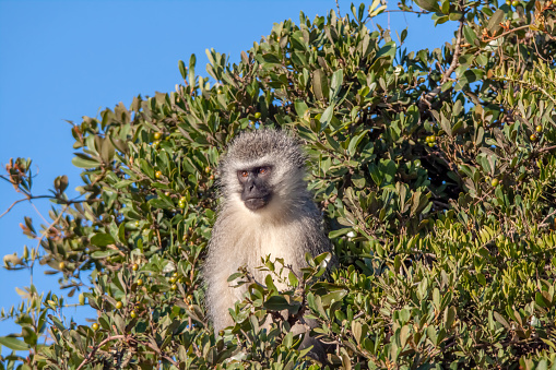 wild life in reserve in Tanzania