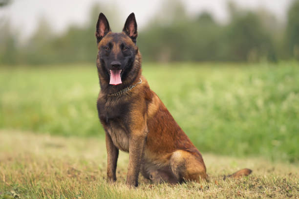 istock Happy young Belgian Shepherd dog Malinois with a chain collar sitting outdoors on a green grass in summer 1172488067