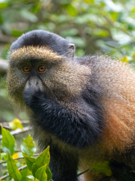 istock Golden Monkey in Mgahinga National Park, Uganda 1172488115