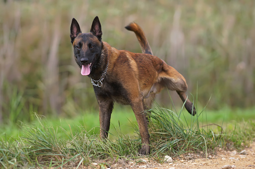 Happy young Belgian Shepherd dog Malinois with a chain collar staying outdoors and pissing on a green grass near a rural road in summer