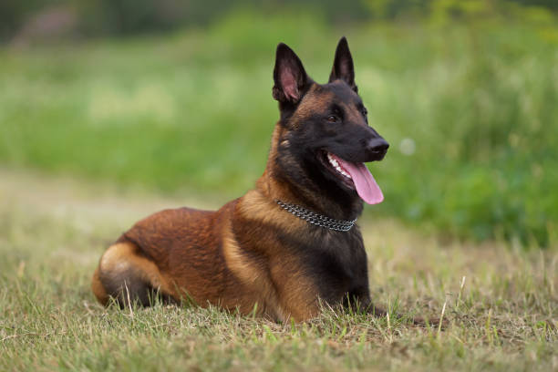 istock Happy young Belgian Shepherd dog Malinois with a chain collar lying down on a green grass in summer 1172488176
