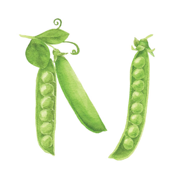 акварель зеленый горох - pea flower stock illustrations