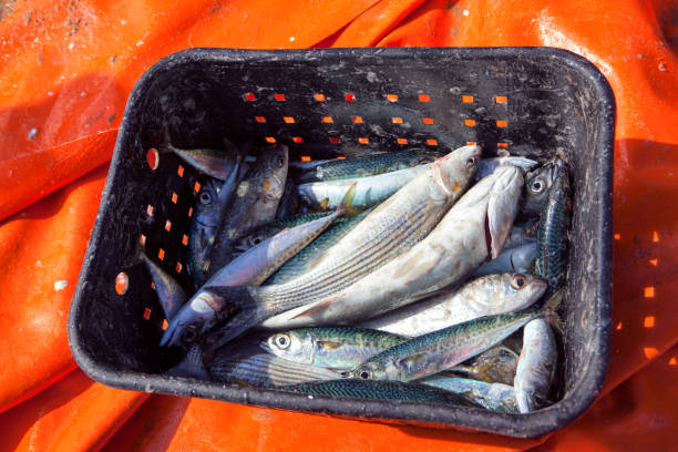 istock catch of atlantic sardine 1172488352