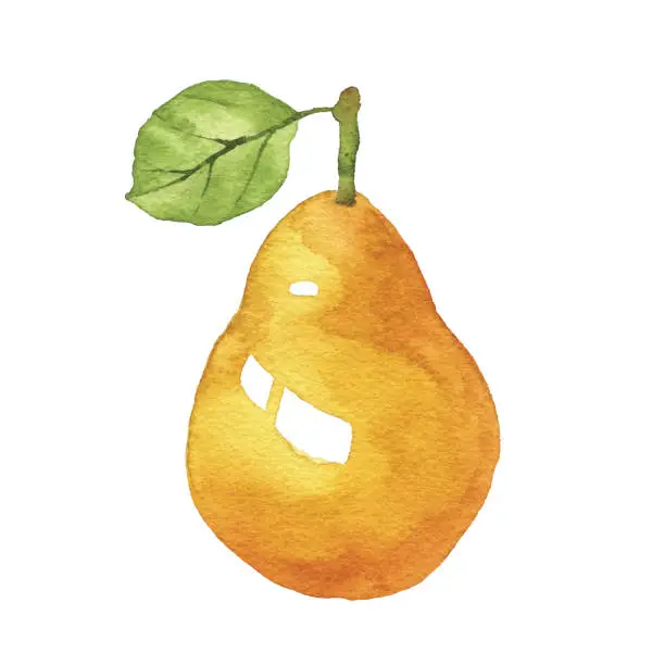 Vector illustration of Watercolor Pear