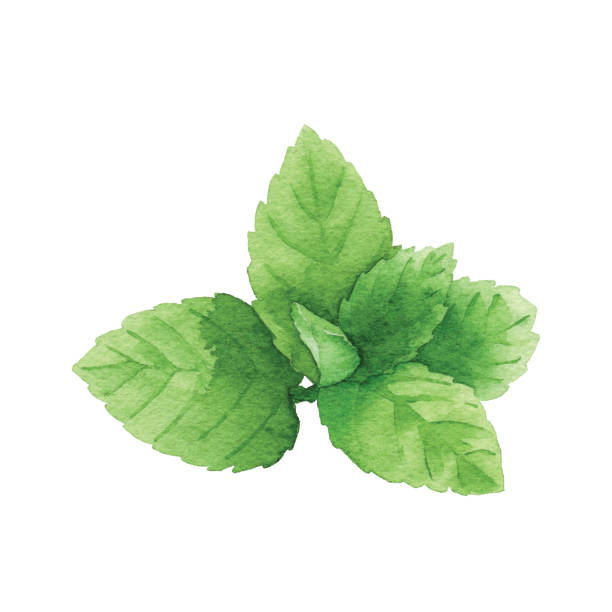 akwarela mint - mint leaf peppermint green stock illustrations