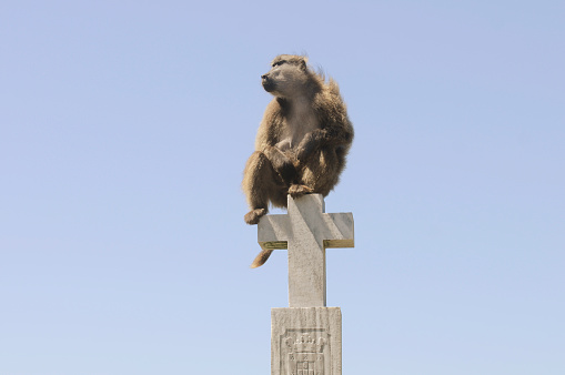 A baboon, sits on an old stone cross