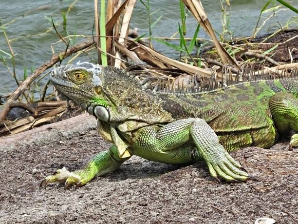istock Green Iguana (Iguana iguana) walking near a lake 1172488932