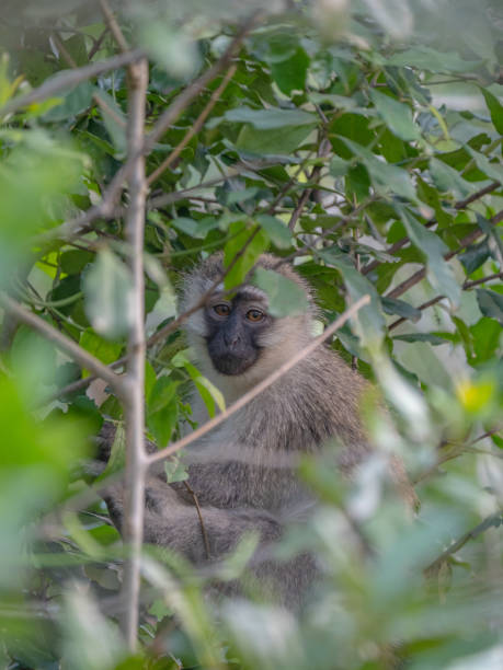 istock Vervet Monkey Queen Elizabeth National Park, Uganda 1172490569